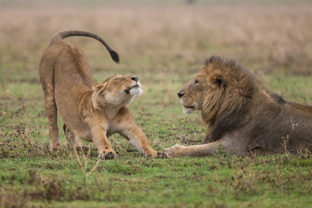 Una leona estirándose junto a un león descansando.