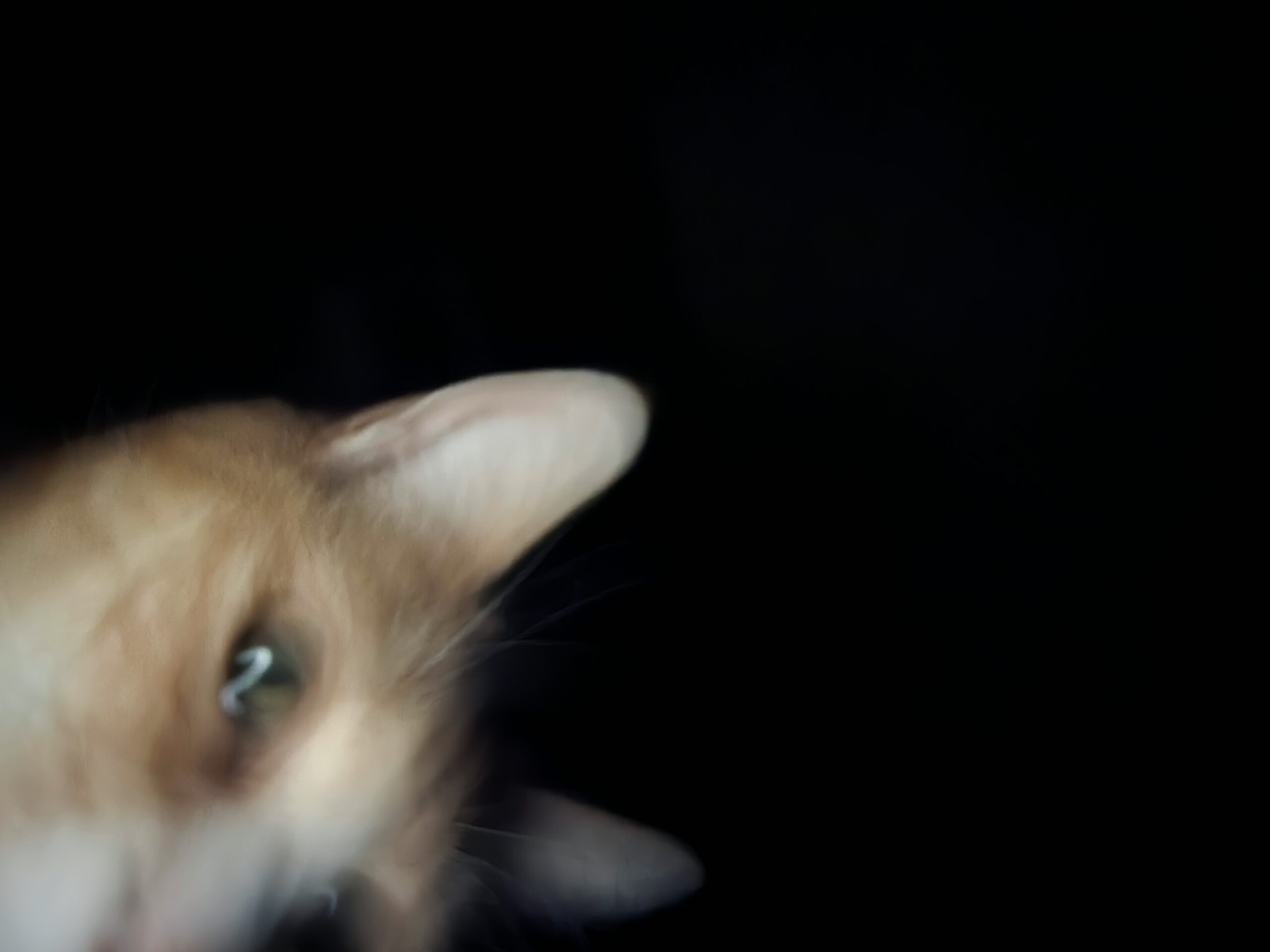 Simpatía por el cucaracho